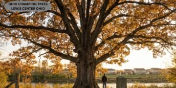 Ohio Champion Trees Lewis Center Ohio